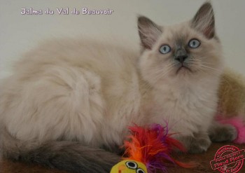 chaton femelle blue colourpoint - Chatterie Ragdolls du Val de Beauvoir